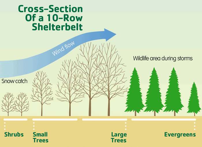 Shelter Belts
