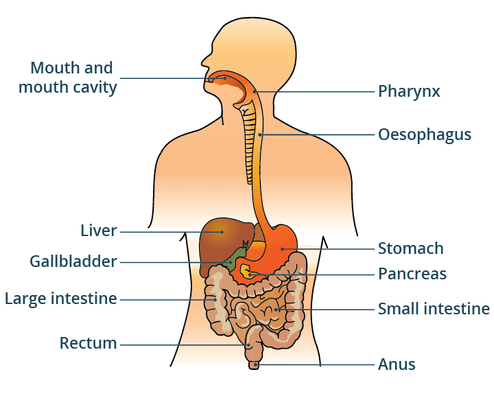 Unit Test(Solutions):Nutrition in Animals | Science Class 7 (Old NCERT)