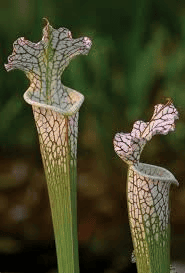Unit Test(Solutions): Nutrition in Plants | Science Class 7 (Old NCERT)