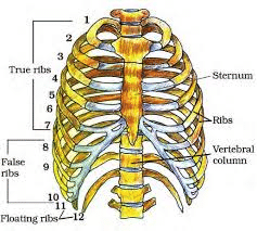 Mnemonics: Locomotion & Movement | Biology Class 11 - NEET