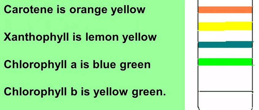 Photosynthesis: Pigments Involved in Photosynthesis | Biology Class 11 - NEET