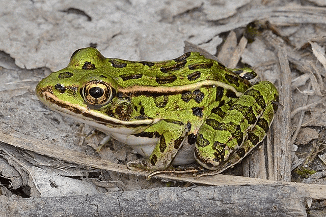 Adult Frog