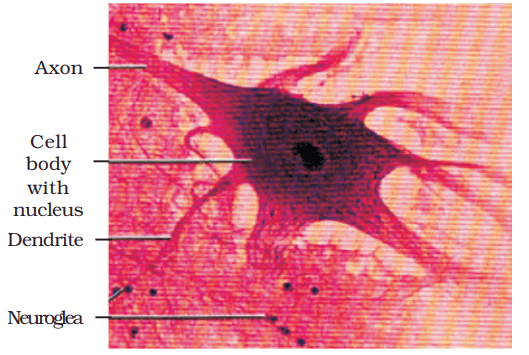  Muscle and Neural Tissue  (Only in NEET