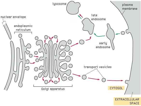 Cell Physiology and Membrane Potential Chapter Notes | Physiology - NEET PG