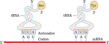 Molecular Basis of Inheritance Chapter Notes | Biology Class 12 - NEET