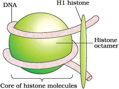The DNA & Packaging of DNA Helix | Biology Class 12 - NEET