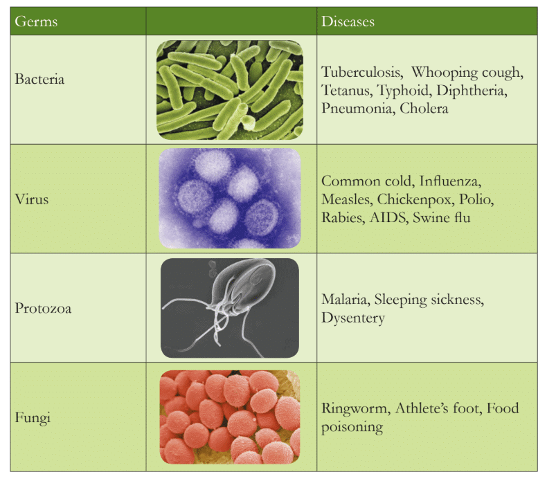Food, Nutrition, Health and Diseases Class 5 Notes Science