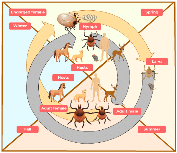 Parasitism