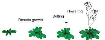 Plant Growth and Development Chapter Notes | Biology Class 11 - NEET