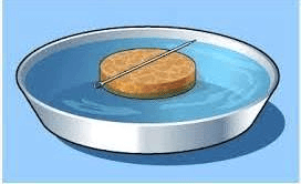 Unit Test(Solutions): Exploring Magnets | Science for Class 6