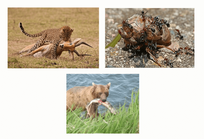 Predation