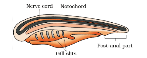 NCERT Notes: Animal Kingdom | NCERT Textbooks, Tests & Solutions - NEET