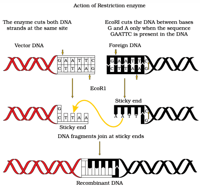 Steps in formation of recombinant DNA by action of restriction endonuclease enzyme - EcoRI