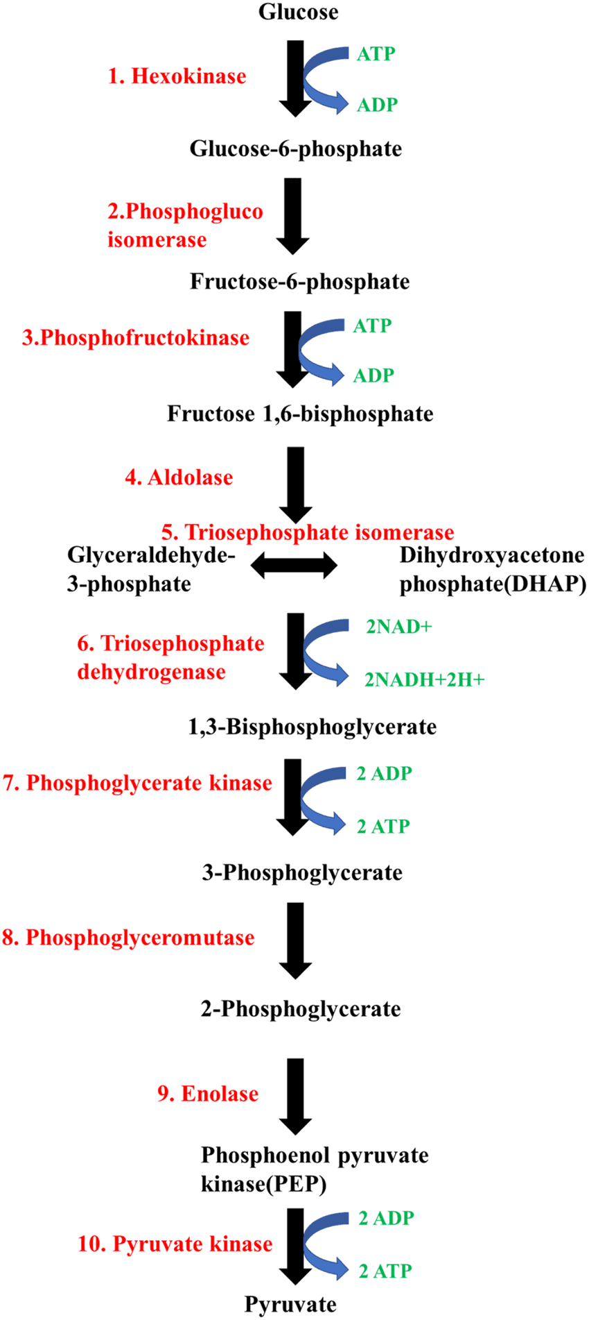 Respiration in Plants Chapter Notes | Biology Class 11 - NEET