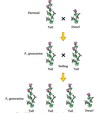 Diagrammatic representation of monohybrid cross