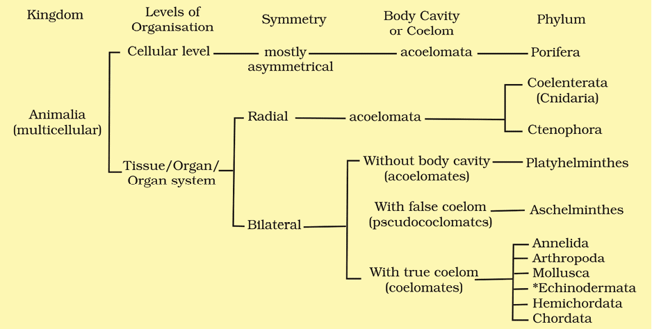 NCERT Notes: Animal Kingdom | NCERT Textbooks, Tests & Solutions - NEET