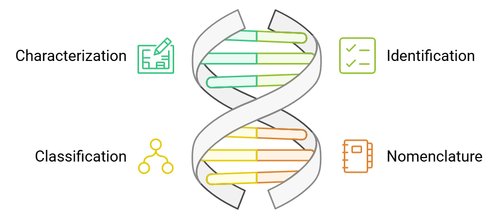 Taxonomy: Identification, Nomenclature & Classification | Biology Class 11 - NEET