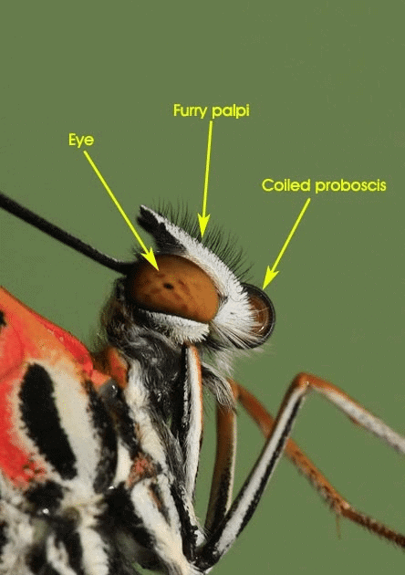 Proboscis of Butterfly