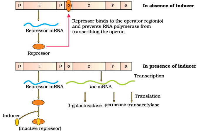 The Lac Operon