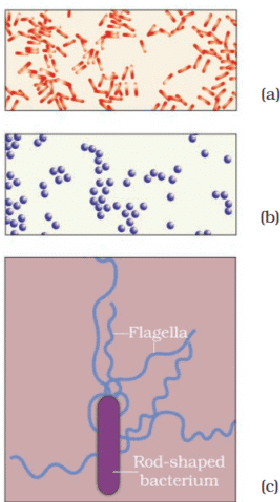 Microbes in Household Products | Biology Class 12 - NEET