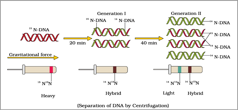 Mnemonics: Molecular Basis of Inheritance | Biology Class 12 - NEET