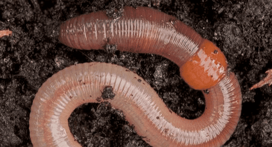 Earthworm