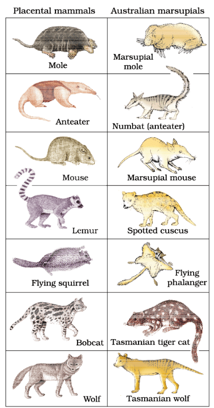 Biological Evolution & Mechanism of Evolution | Biology Class 12 - NEET
