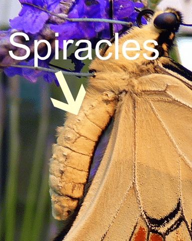 Spiracles of Butterfly