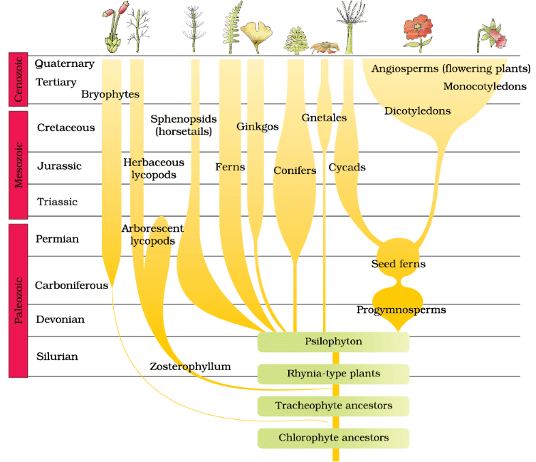 A sketch of the evolution of plant forms through geological periods