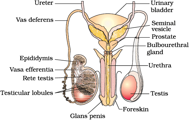 Human Reproduction Chapter Notes | Biology Class 12 - NEET