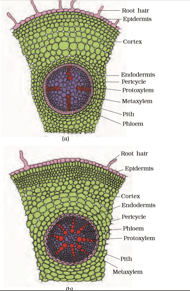 Anatomy of Flowering Plants Chapter Notes | Biology Class 11 - NEET