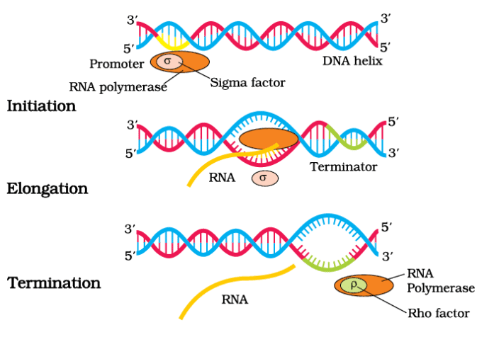 Process of Transcription in Bacteria