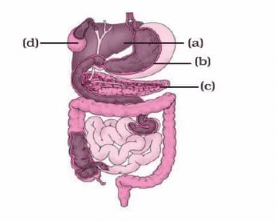 Unit Test(Solutions):Nutrition in Animals | Science Class 7 (Old NCERT)
