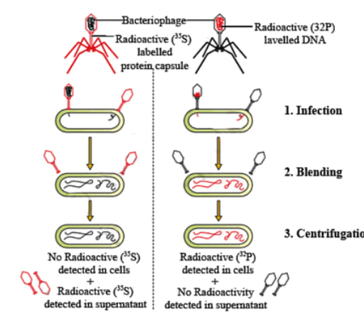 Molecular Basis of Inheritance Chapter Notes | Biology Class 12 - NEET