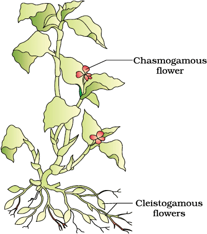 NEET Previous Year Questions (2016-2025): Sexual Reproduction in Flowering Plants | Biology Class 12