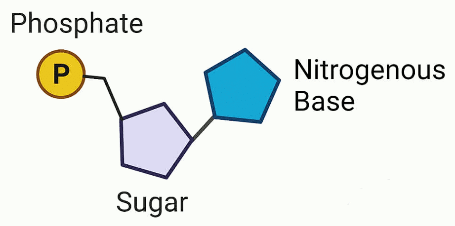 The DNA & Packaging of DNA Helix | Biology Class 12 - NEET