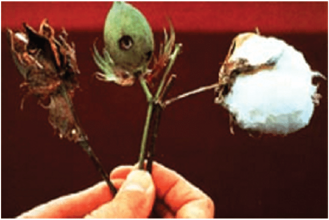 Mnemonics: Biotechnology & its Applications | Biology Class 12 - NEET