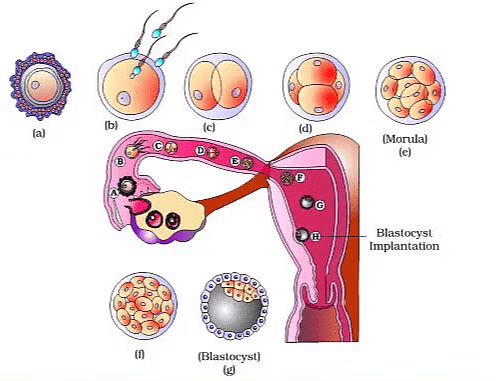 Human Reproduction Chapter Notes | Biology Class 12 - NEET