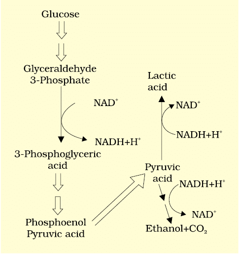 Respiration in Plants Chapter Notes | Biology Class 11 - NEET