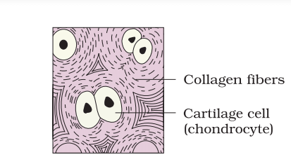  Muscle and Neural Tissue  (Only in NEET