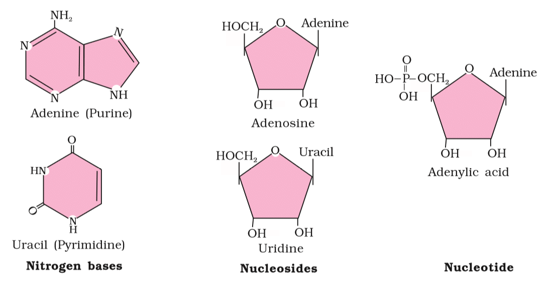 Important Diagrams: Biomolecules | Biology Class 11 - NEET