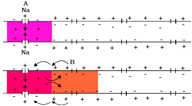 Generation and Conduction of Nerve Impulse