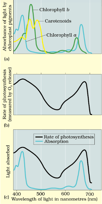 Important Diagrams: Photosynthesis in Higher Plants | Biology Class 11 - NEET