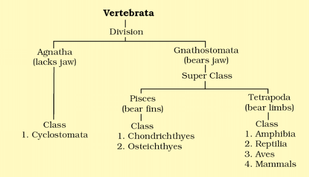 NCERT Notes: Animal Kingdom | NCERT Textbooks, Tests & Solutions - NEET