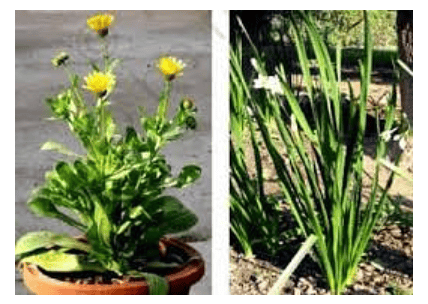 (ii) Between Gymnosperms and Angiosperms