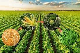 Crop Rotation