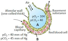 A Diagram of a section of an alveolus with a pulmonary capillary.