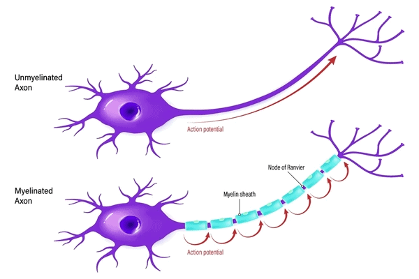 Types of Axons