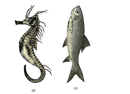 NCERT Notes: Animal Kingdom | NCERT Textbooks, Tests & Solutions - NEET
