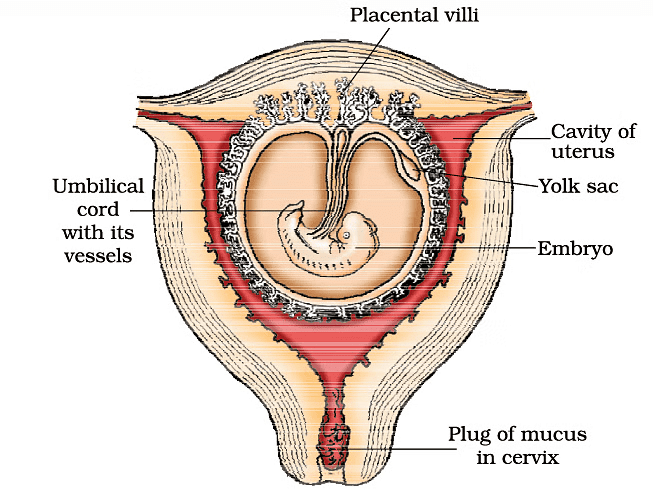 Human Reproduction Chapter Notes | Biology Class 12 - NEET